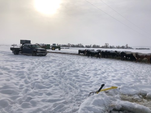 A snowy farm scene with a truck and tractor, as cows walk along a snow-covered path under a cloudy sky.