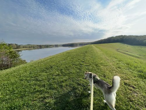 A dog walks along a grassy path beside a calm lake under a cloudy sky.