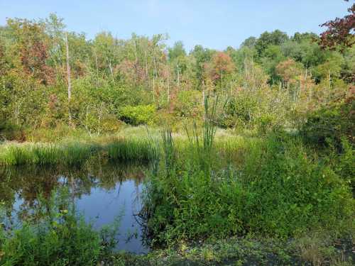 Lush wetland scene with tall grasses, colorful trees, and a calm reflective pond under a clear blue sky.