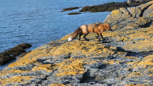 A fox walks along rocky shorelines covered in yellow lichen, with water in the background.