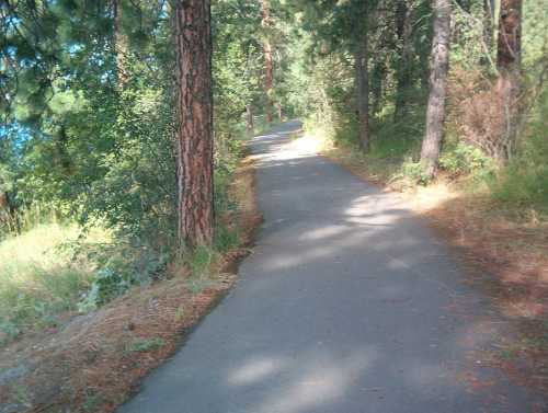 A winding path through a lush forest, surrounded by tall trees and greenery.