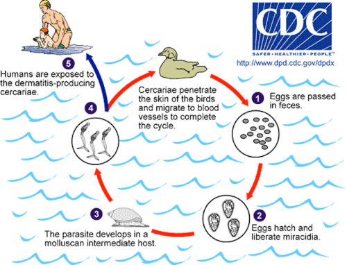 Illustration showing the life cycle of a parasite, including stages in birds, mollusks, and human exposure.