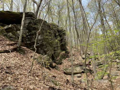 Rocky outcrop surrounded by trees and fallen leaves in a forested area during spring.