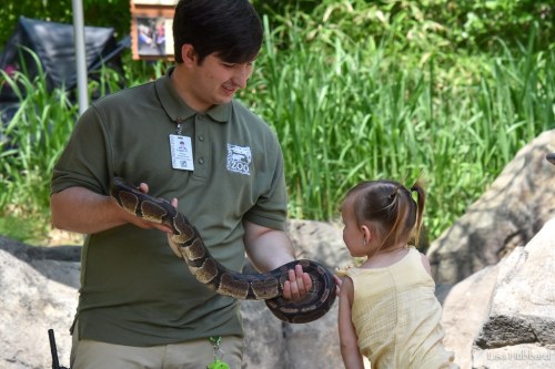 A zoo staff member holds a snake while a young girl curiously reaches out to touch it. Green foliage in the background.
