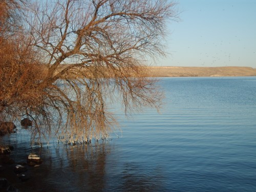 A serene lakeside scene with a bare tree reflecting on calm water under a clear sky.
