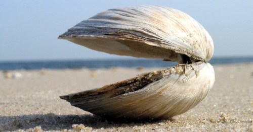 A close-up of a large, open seashell resting on sandy beach with the ocean in the background.