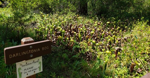 A sign marks Darlingtonia Bog, featuring green and brown carnivorous plants in a lush, natural setting.