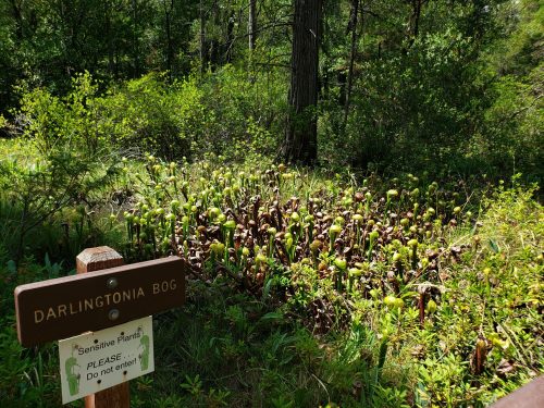 A sign for Darlingtonia Bog next to a cluster of sensitive plants in a lush, green forest setting.