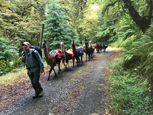 A person walks along a forest trail, leading a line of llamas carrying colorful packs.