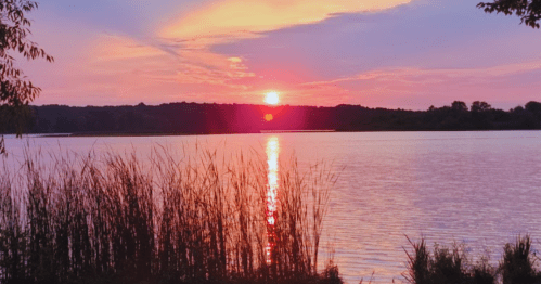 A serene sunset over a lake, with vibrant pink and orange hues reflecting on the water and tall grasses in the foreground.