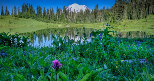 A serene lake reflects a mountain, surrounded by lush greenery and wildflowers under a clear blue sky.