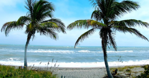 Two palm trees stand by a sandy beach, with waves gently crashing under a bright blue sky.