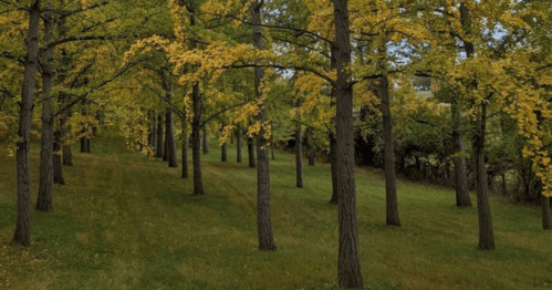 A serene landscape featuring tall trees with yellow leaves, set in a grassy area under a clear sky.