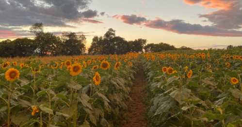 A vibrant sunflower field at sunset, with rows of sunflowers under a colorful sky and scattered clouds.