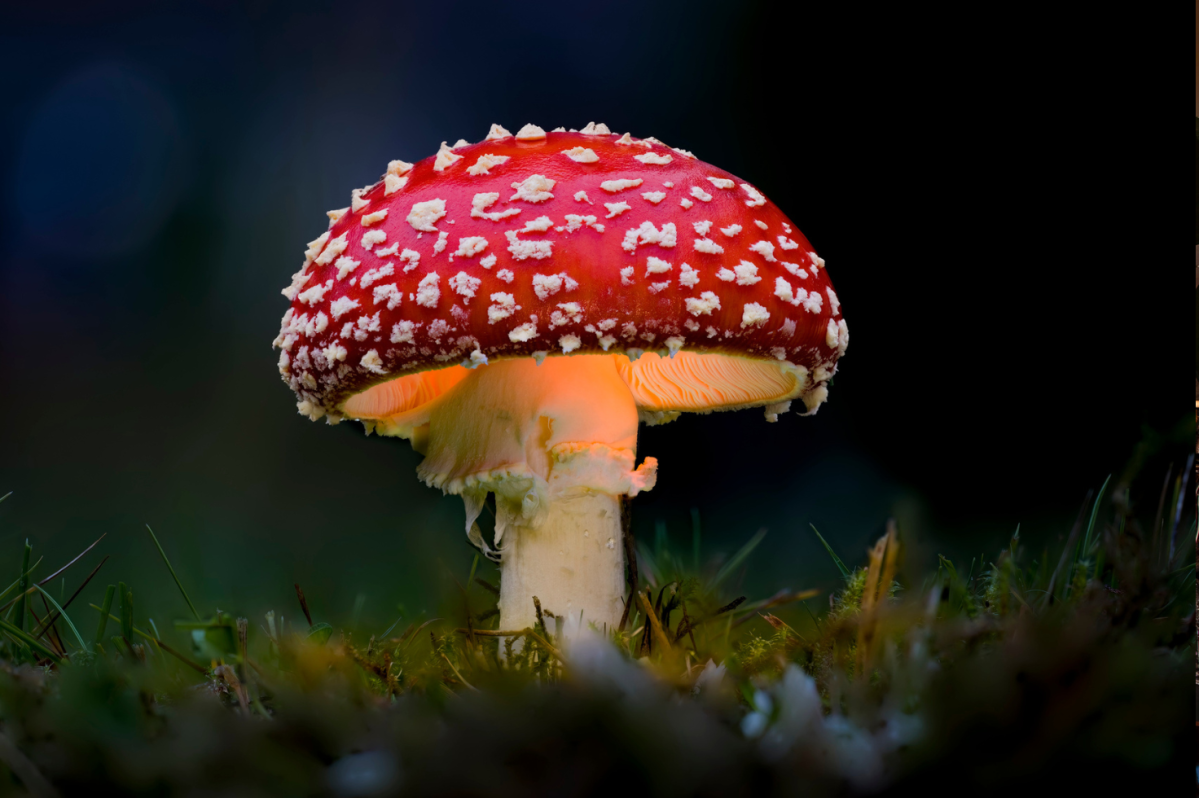 Nine of the World’s Most Toxic Mushrooms Can Be Found in North Carolina Each Year