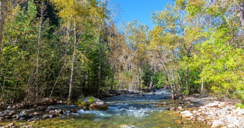 A serene river flows through a forest with vibrant green trees and a clear blue sky above.