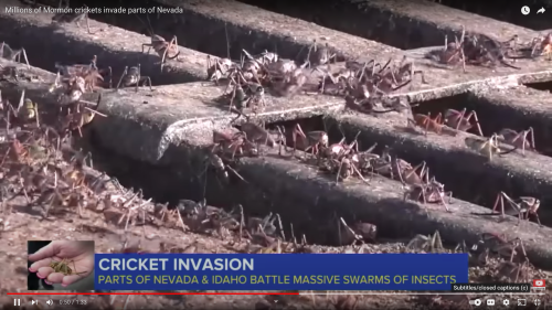 A close-up of a metal grate covered with swarming Mormon crickets in Nevada, highlighting an insect invasion.