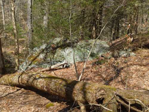 A rocky outcrop in a forest, surrounded by fallen branches and leaves, with trees in the background.