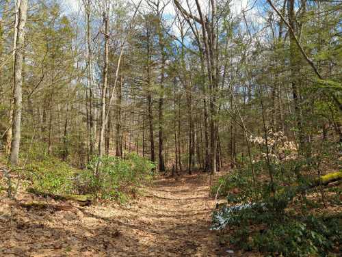 A winding dirt path through a wooded area with trees and scattered leaves on the ground under a blue sky.