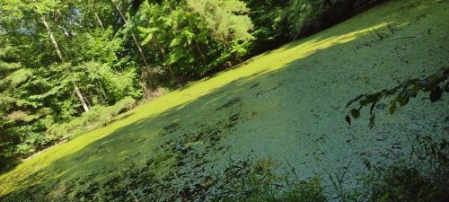 A serene pond covered in green algae, surrounded by lush trees and vibrant foliage.