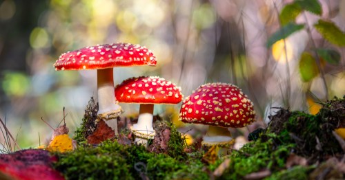 A close-up of three red toadstool mushrooms growing in a green forest.