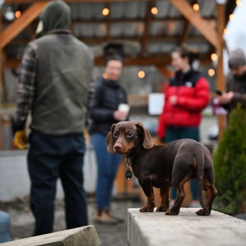 A small brown dachshund stands on a wooden beam, looking back at people chatting in the background.