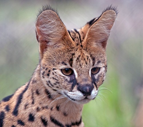 Close-up of a serval cat with distinctive spotted fur and large ears, set against a blurred green background.