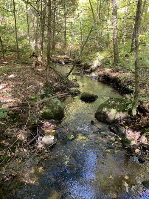 A serene forest scene with a gently flowing stream, surrounded by trees and moss-covered rocks.