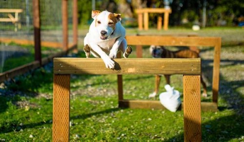 A dog jumps over a wooden obstacle in a grassy area, with another dog visible in the background.