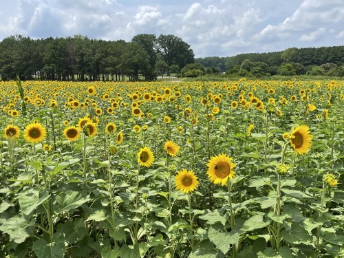 A vibrant field of sunflowers under a blue sky, surrounded by green trees in the background.