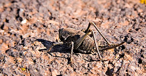A close-up of a dark-colored cricket resting on a textured, rocky surface.