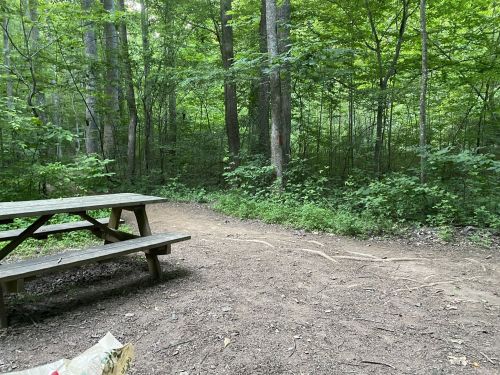 A peaceful forest scene featuring a picnic table beside a dirt path surrounded by lush green trees.