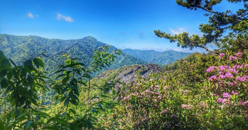 Lush green mountains under a clear blue sky, with vibrant pink flowers in the foreground.