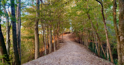 A winding gravel path through a lush green forest, illuminated by warm sunlight filtering through the trees.