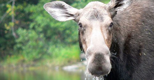 A close-up of a moose with water droplets on its face, set against a blurred green background.