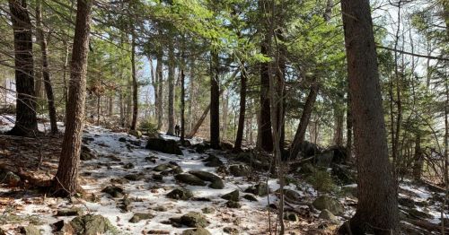 A serene forest scene with snow-covered ground, rocks, and tall trees under a clear blue sky.