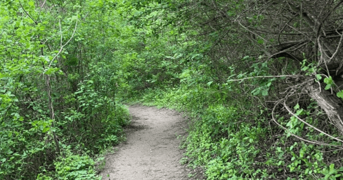 A narrow dirt path winding through lush green foliage and trees.