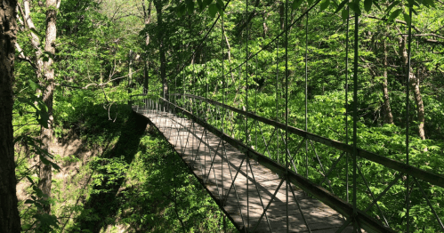 A wooden suspension bridge surrounded by lush green trees in a serene forest setting.