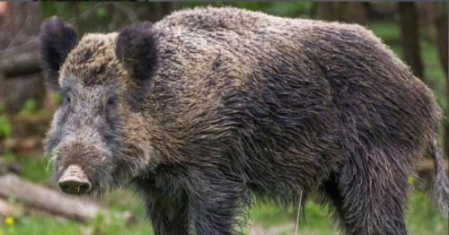 A close-up of a wild boar with thick, bristly fur standing in a grassy area.