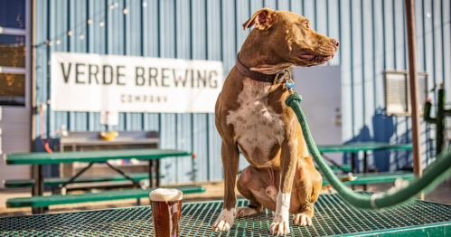 A dog sits on a table outside Verde Brewing, with a pint of beer nearby and a blue building in the background.