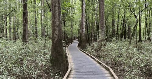 A winding wooden boardwalk through a lush green forest with tall trees and underbrush.