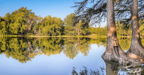 A serene lake surrounded by lush trees, reflecting the vibrant greenery on a clear blue sky day.