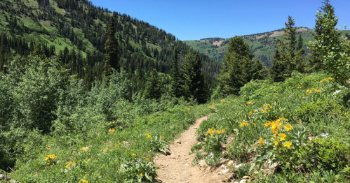 A scenic hiking trail surrounded by vibrant green trees and wildflowers, set against a backdrop of mountains.