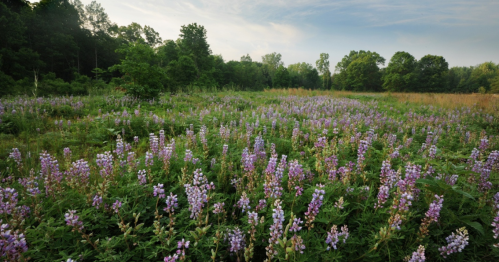 A vibrant field of purple flowers surrounded by lush green trees under a clear sky.