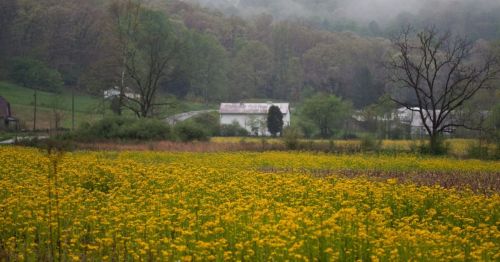 A vibrant field of yellow flowers in the foreground, with misty hills and a farmhouse in the background.