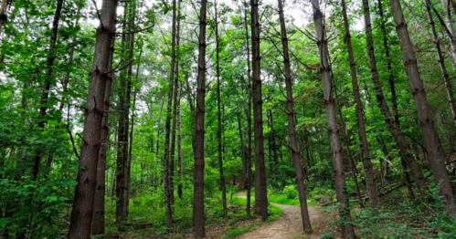 A serene forest scene with tall trees and a winding dirt path surrounded by lush green foliage.