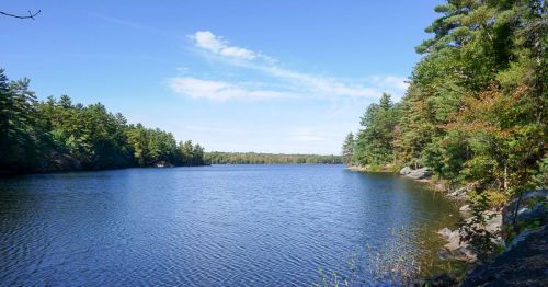 A serene lake surrounded by lush green trees under a clear blue sky, reflecting the peaceful landscape.