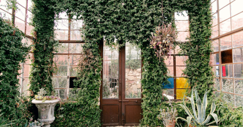 A lush, green ivy-covered wall surrounds a wooden door in a bright, airy greenhouse.