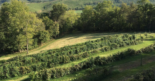 Lush green vineyard rows on a hillside, surrounded by trees and rolling hills under a clear blue sky.