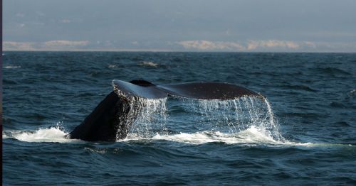 A whale's tail emerges from the water, splashing droplets against a backdrop of ocean and distant land.